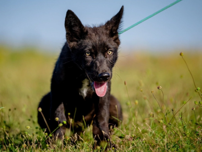 Czechoslovakian Wolfdog puppy for sale