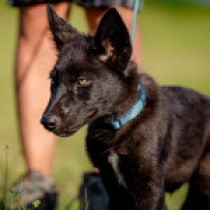 Mocca – American Wolfdog, black Perro Lobo Checoslovaco en venta
