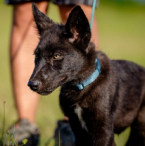 Czechoslovakian Wolfdog puppy for sale