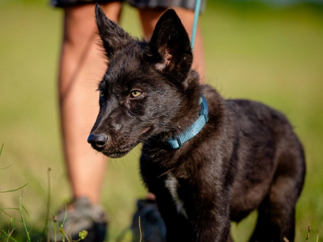 Czechoslovakian Wolfdog puppy for sale