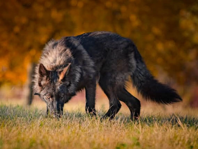 Tschechoslowakischer Wolfhund Welpe kaufen