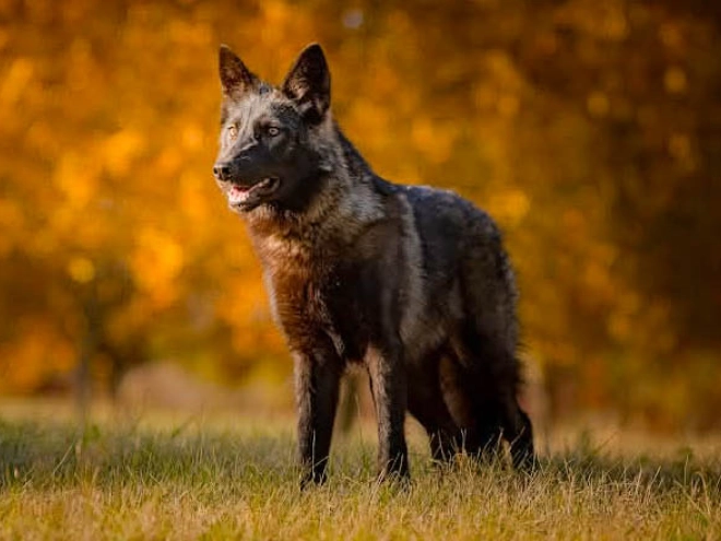 Tschechoslowakischer Wolfhund Welpe kaufen