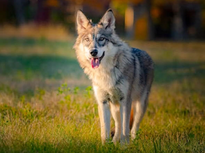 Tschechoslowakischer Wolfhund Welpe kaufen