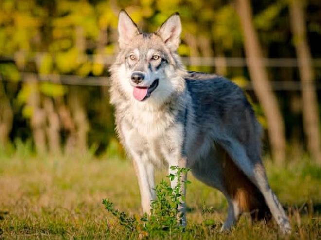Tschechoslowakischer Wolfhund Welpe kaufen