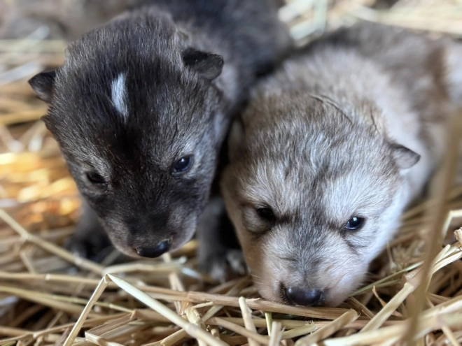 Czechoslovakian Wolfdog puppy for sale