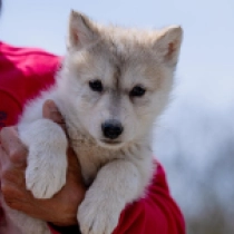 Camilla – low content American Wolfdog, cream Czechoslovakian Wolfdog for sale