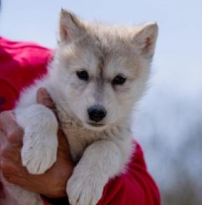 Czechoslovakian Wolfdog puppy for sale