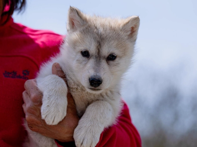 Czechoslovakian Wolfdog puppy for sale