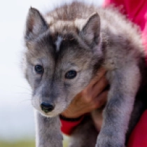 Lynn – low content American Wolfdog, sable Tschechoslowakischer Wolfhund Welpen kaufen