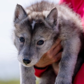 Czechoslovakian Wolfdog puppy for sale