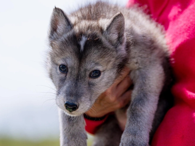 Czechoslovakian Wolfdog puppy for sale