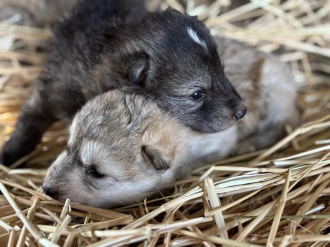 Czechoslovakian Wolfdog puppy for sale