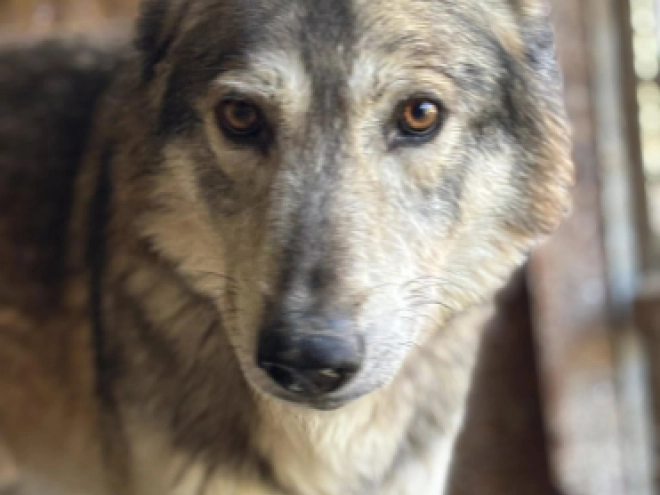Czechoslovakian Wolfdog puppy for sale