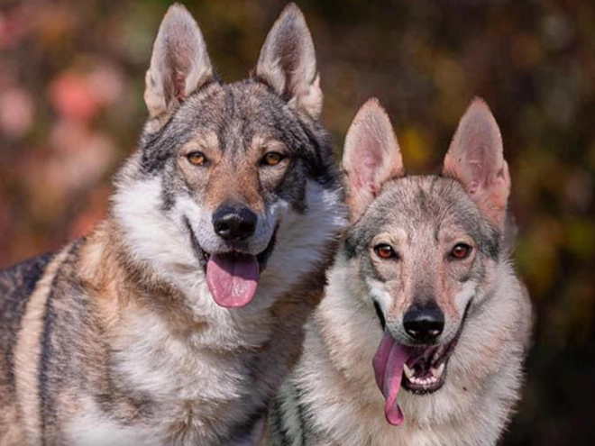 Tschechoslowakischer Wolfhund Welpe kaufen