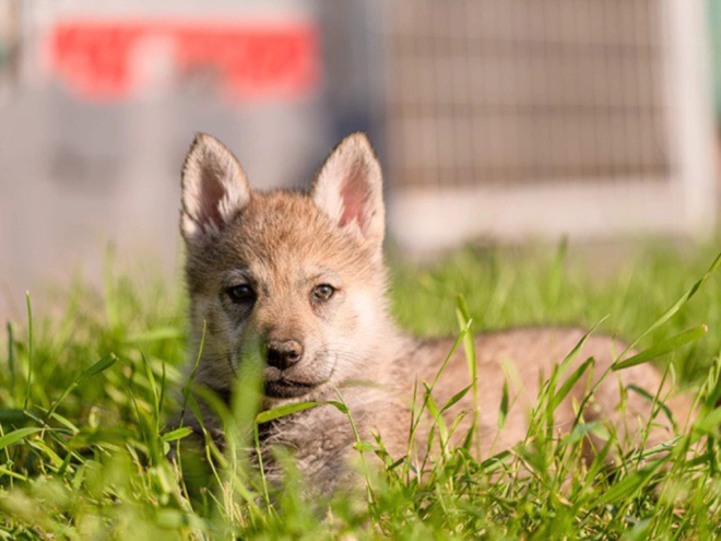 Tschechoslowakischer Wolfhund Welpe kaufen