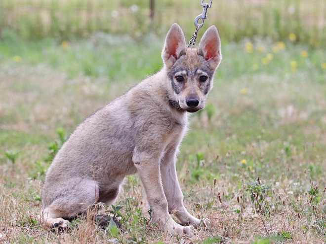 Tschechoslowakischer Wolfhund Welpe kaufen