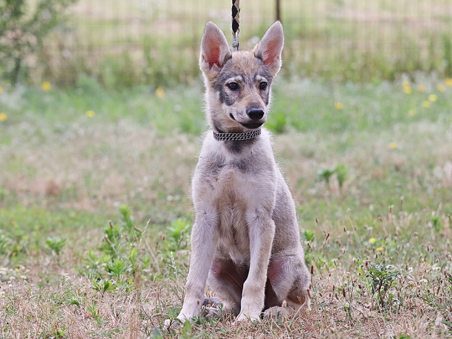 Tschechoslowakischer Wolfhund Welpe kaufen