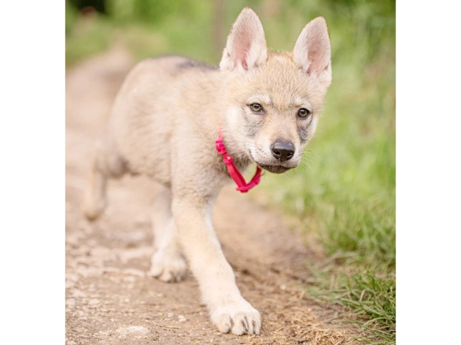 Tschechoslowakischer Wolfhund Welpe kaufen