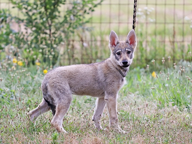 Tschechoslowakischer Wolfhund Welpe kaufen