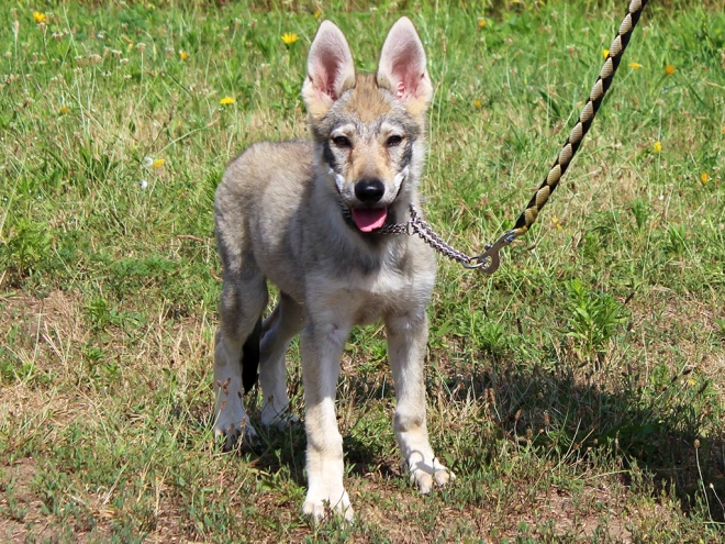 Tschechoslowakischer Wolfhund Welpe kaufen