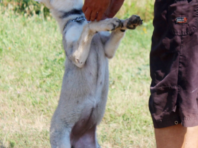 Tschechoslowakischer Wolfhund Welpe kaufen