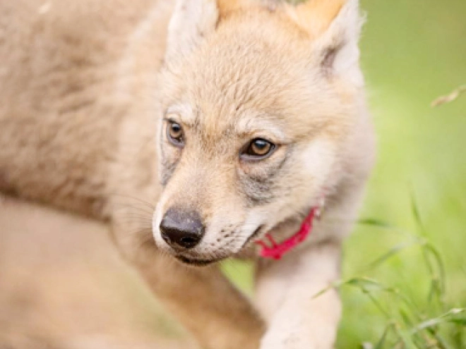 Tschechoslowakischer Wolfhund Welpe kaufen