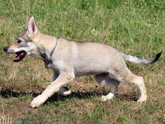Tschechoslowakischer Wolfhund Welpe kaufen
