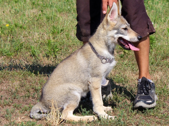 Tschechoslowakischer Wolfhund Welpe kaufen