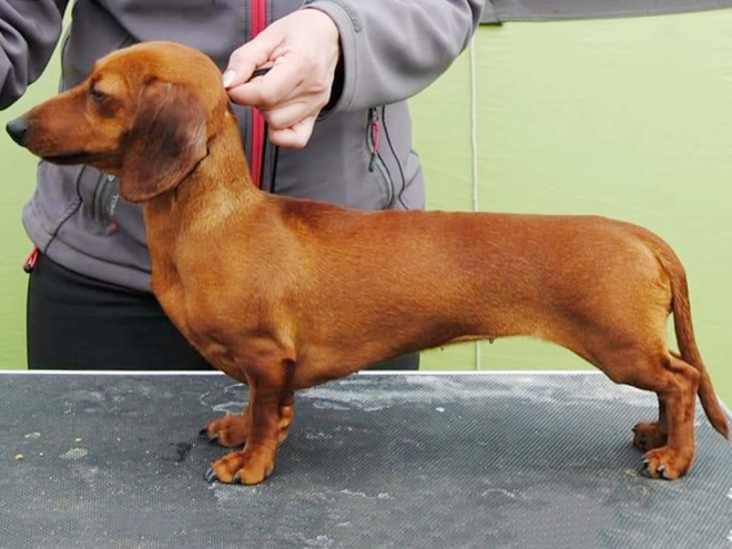Dachshund puppy for sale