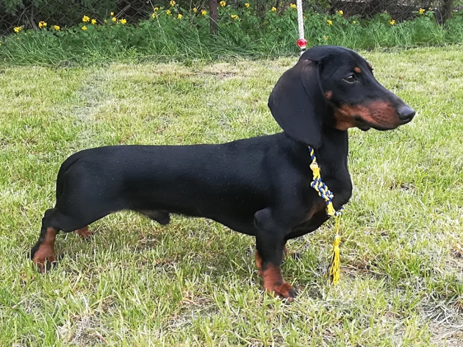 Dachshund puppy for sale