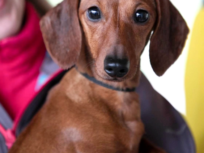 Dachshund puppy for sale