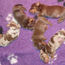 Just arrived – miniature, brown tiger and brown and tan Dachshund for sale