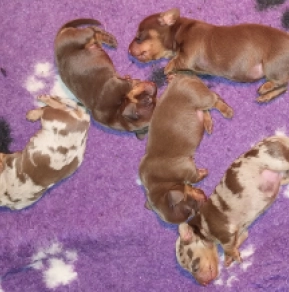 Dachshund puppy for sale