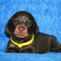 Roxy – miniature, brown and tan Dachshund for sale