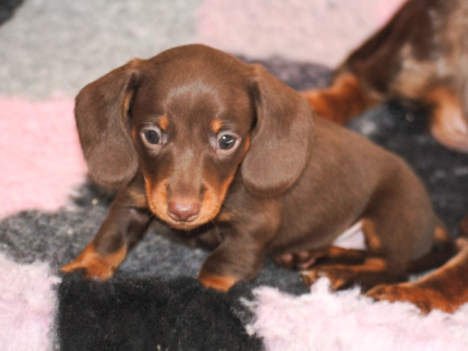 Dachshund puppy for sale
