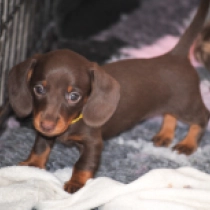 Roxy – miniature, brown and tan Dackel Welpen kaufen