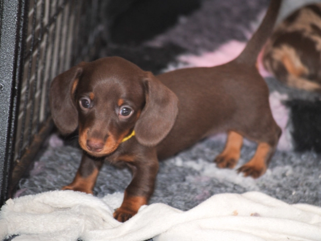 Dachshund puppy for sale