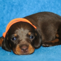 Winnie – miniature, brown and tan Dachshund for sale