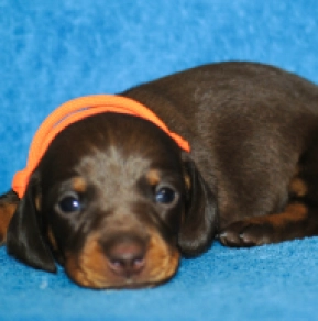 Dachshund puppy for sale