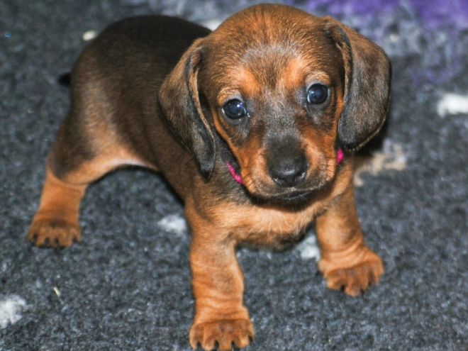 Perros Dachshund en venta