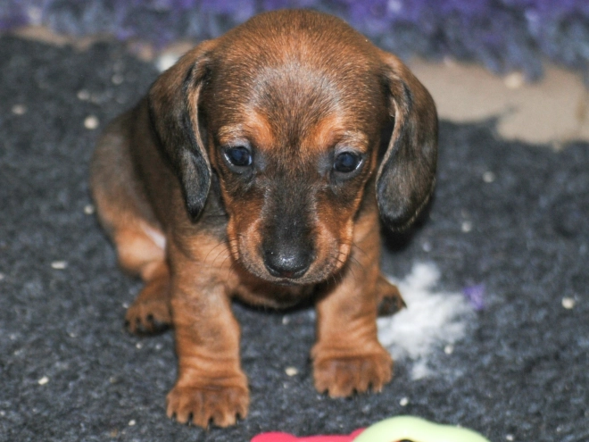 Perros Dachshund en venta