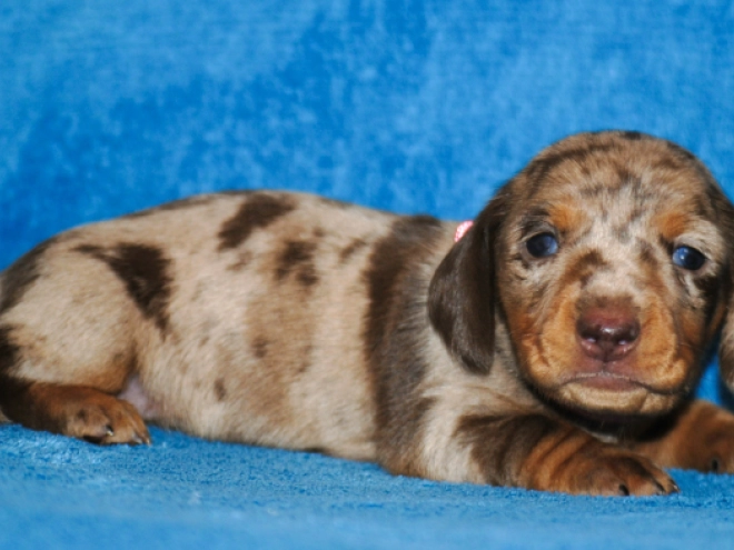 Dachshund puppy for sale