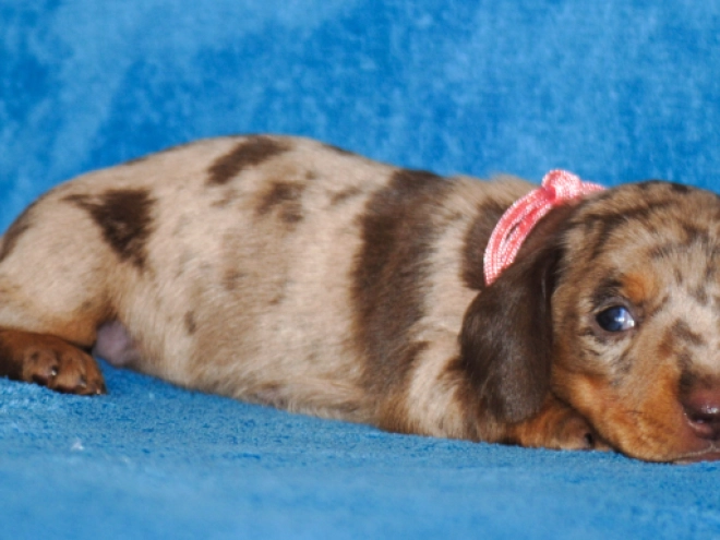 Dachshund puppy for sale