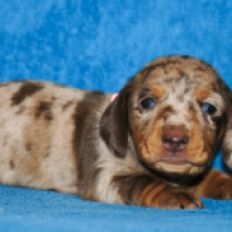 Honey – miniature, brown tiger Dachshund for sale