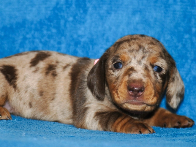 Dachshund puppy for sale