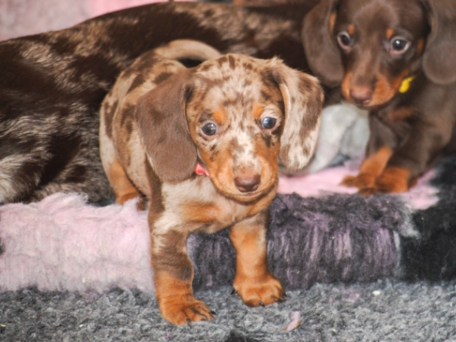 Perros Dachshund en venta