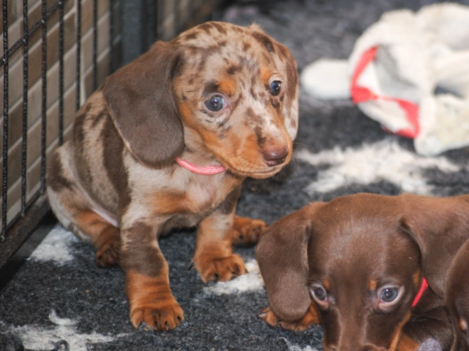Perros Dachshund en venta