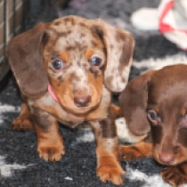 Honey – miniature, brown tiger Dackel Welpen kaufen