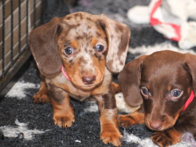 Perros Dachshund en venta
