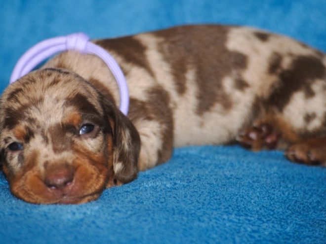 Perros Dachshund en venta
